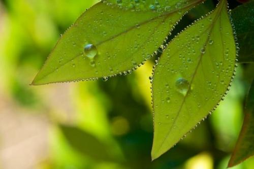 dew drops;Flora;Vegetation;Veins;droplet;Botanical;Green;Vein;Plant;Plants;Leaf;dew;water;Foliage;Leaves;drops;dewy